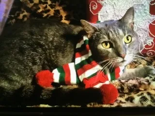 Lost cat in Largo, FL, 33773