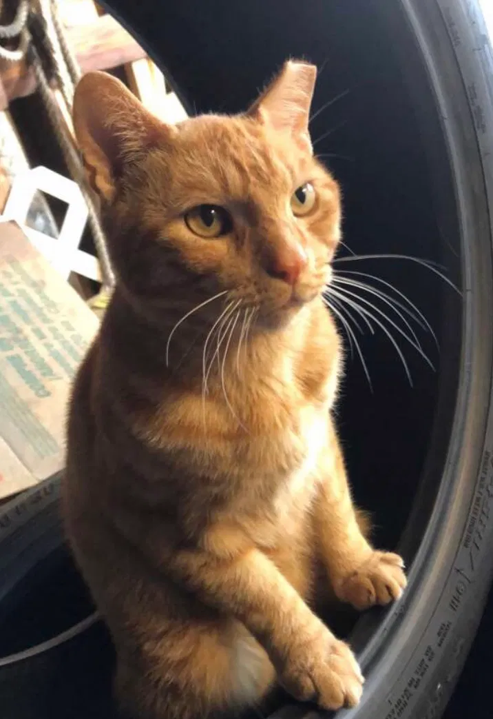Lost cat in Jacksonville, FL, 32221