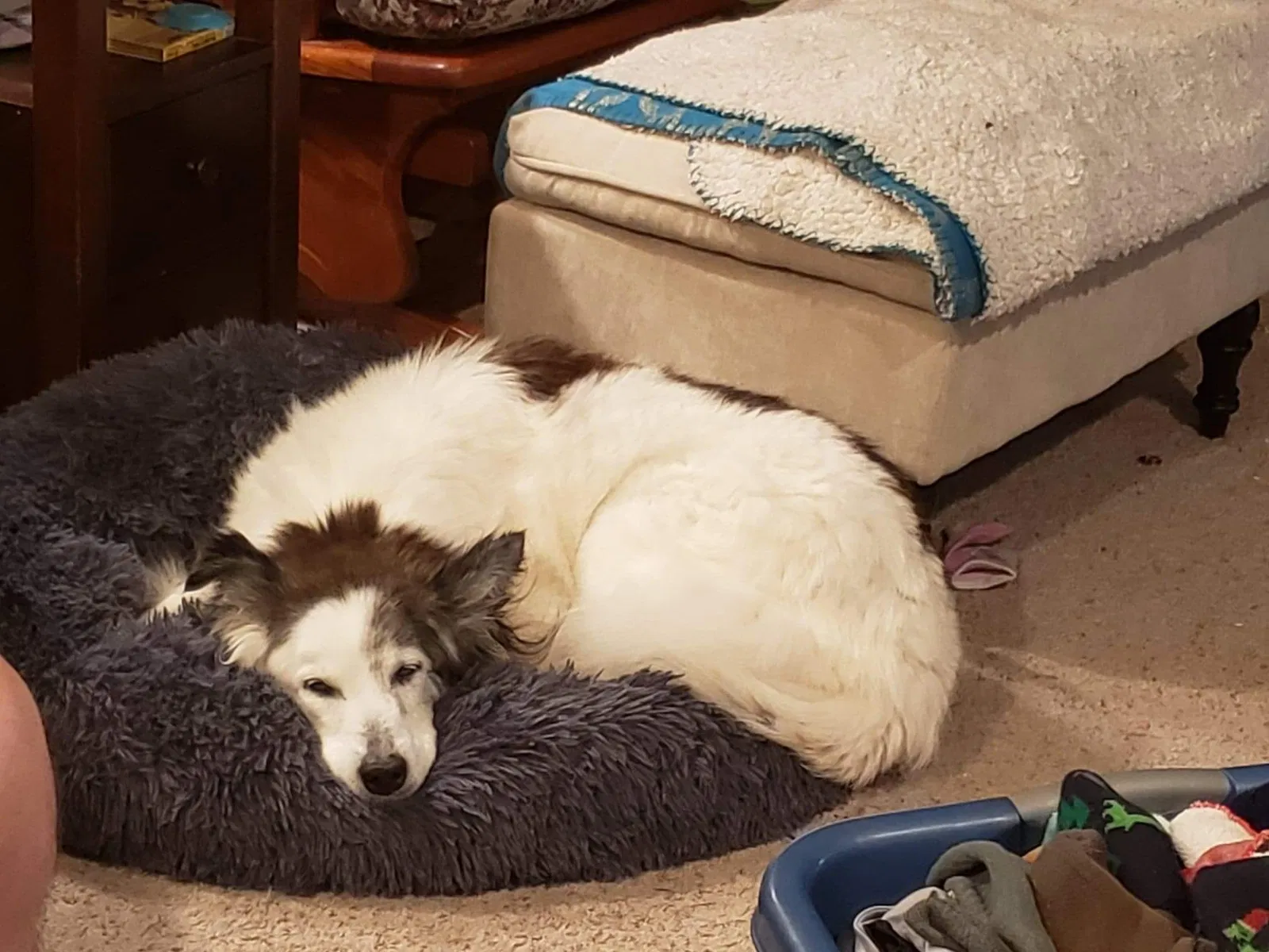 Lost dog in Port Orchard, WA, 98366