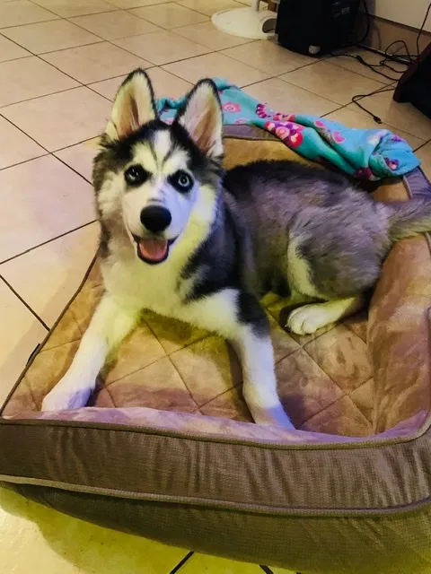 Lost dog in Brawley, CA, 92227