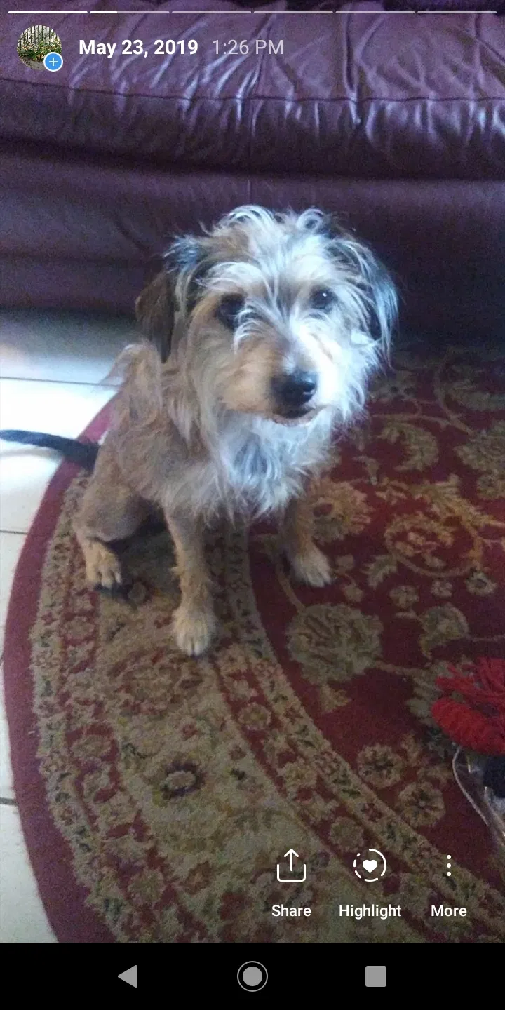 Lost dog in Miami, FL, 33181