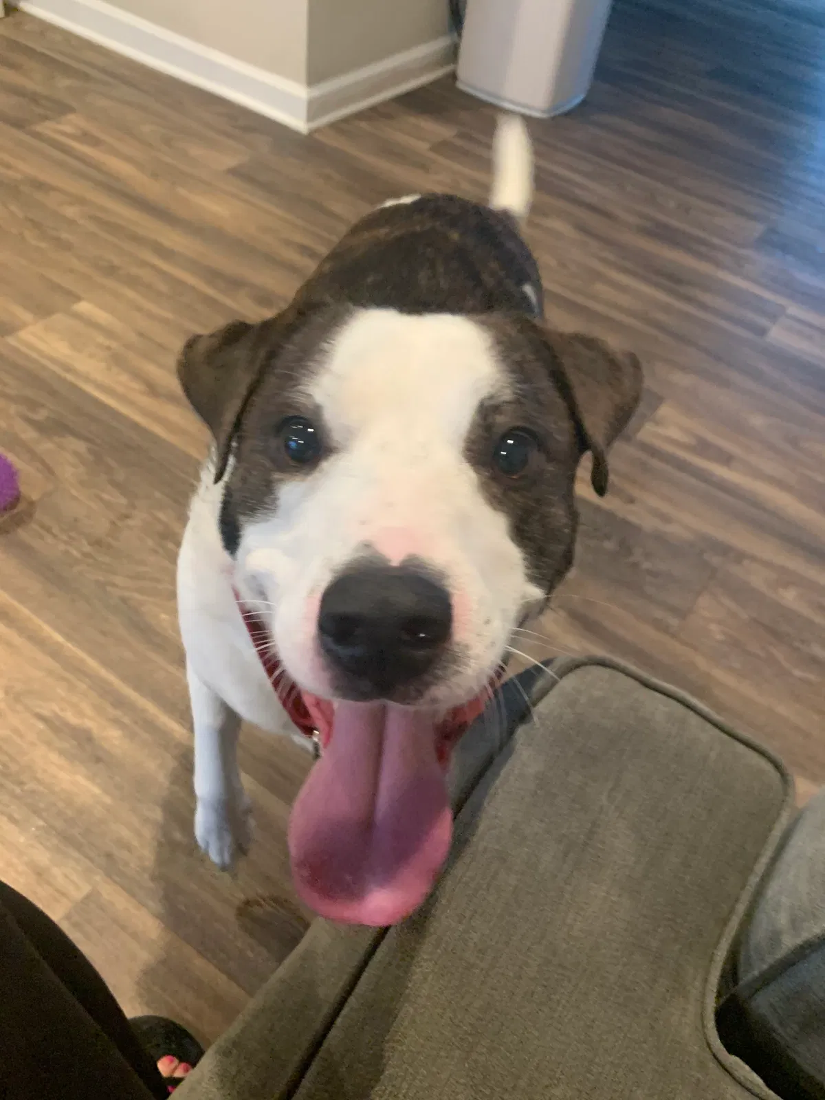 Lost dog in Anderson, SC, 29625