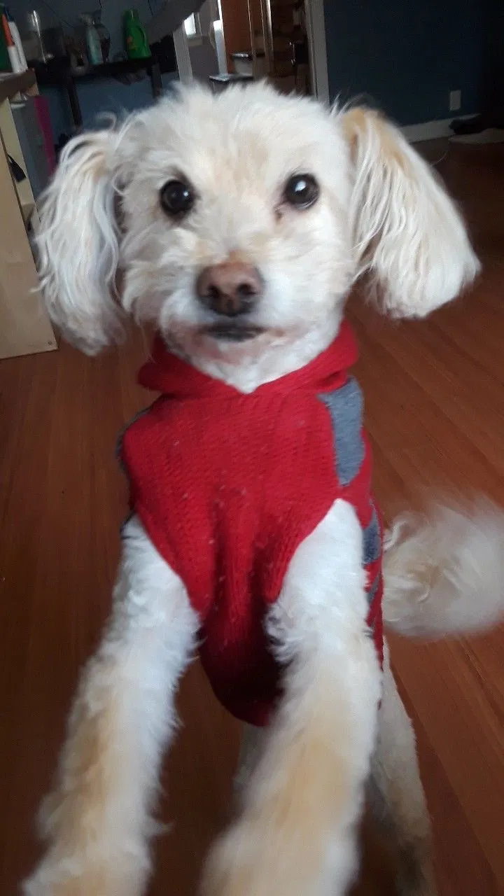 Lost dog in Chicago, IL, 60639