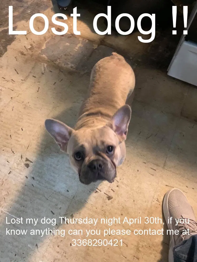 Lost dog in Colfax, NC, 27235