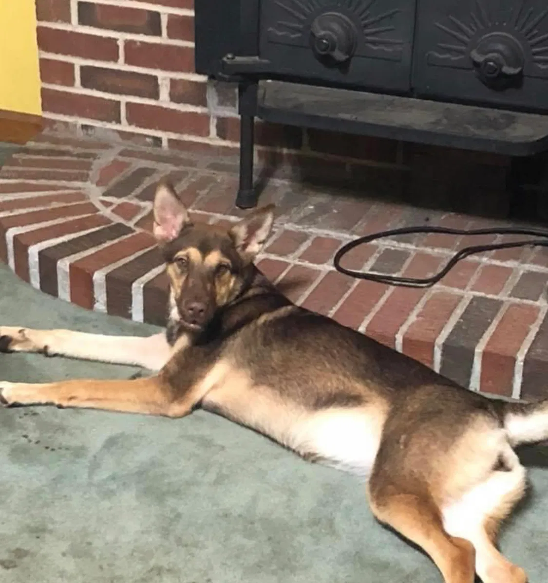Lost dog in Ellenwood, GA, 30294