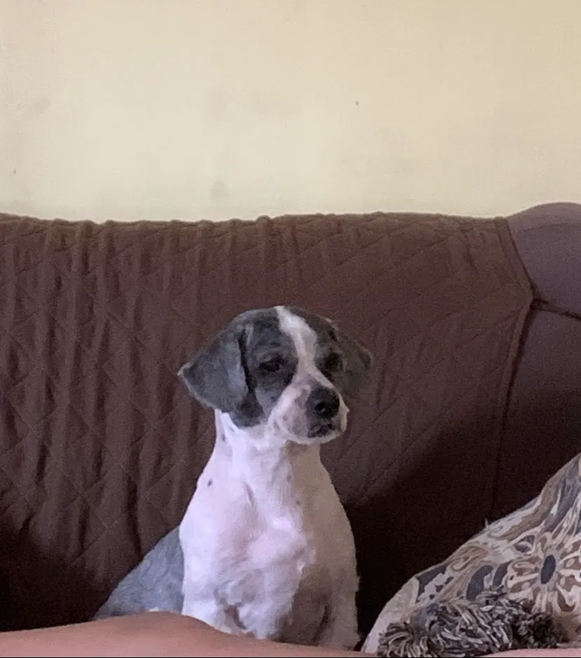 Lost dog in Staten Island, NY, 10302
