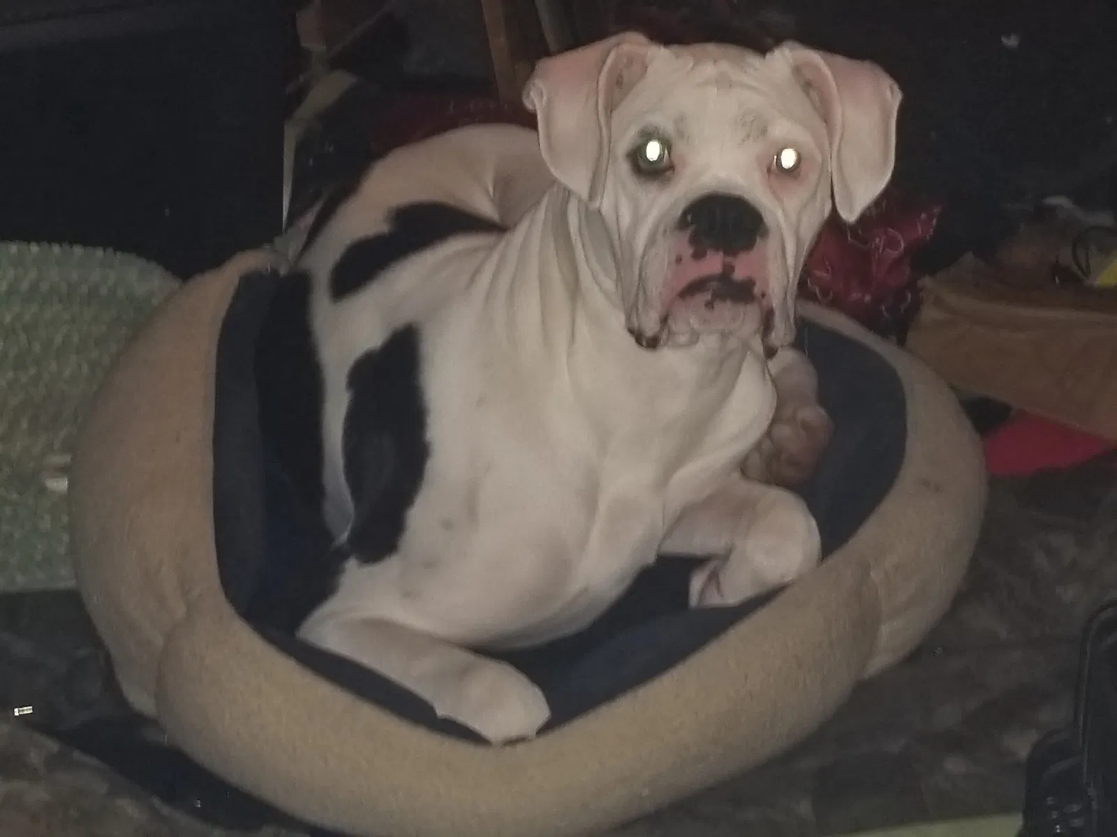 Lost dog in Louisville, TN, 37777