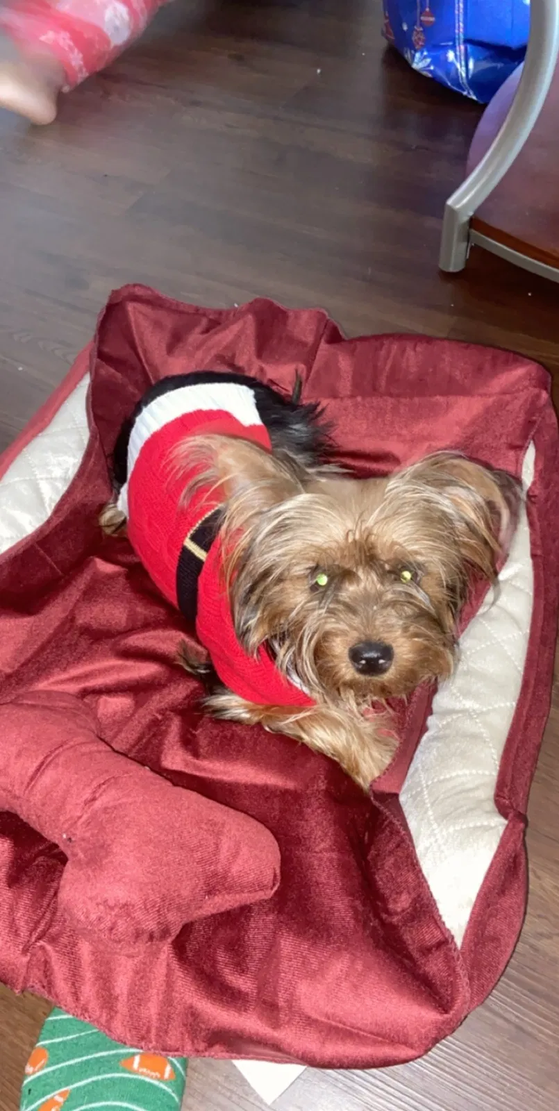 Lost dog in Charleston, SC, 29406