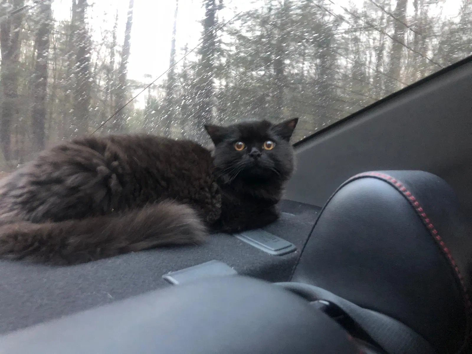 Lost cat in Brooklyn, NY, 11230