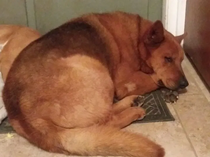 Lost dog in Albuquerque, NM, 87121