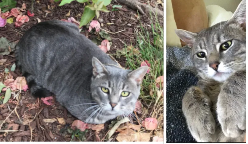 Lost cat in La Mesa, CA, 91942