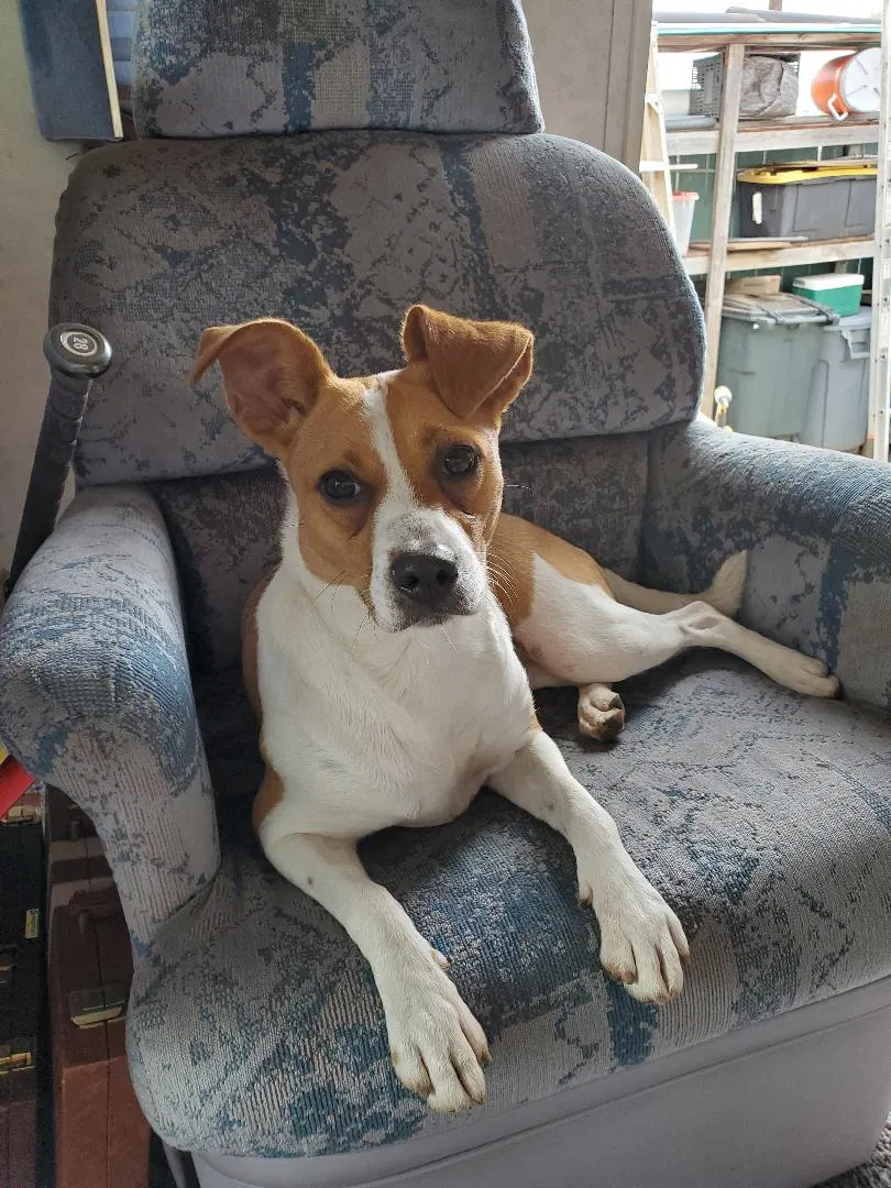 Lost dog in San Diego, CA, 92113