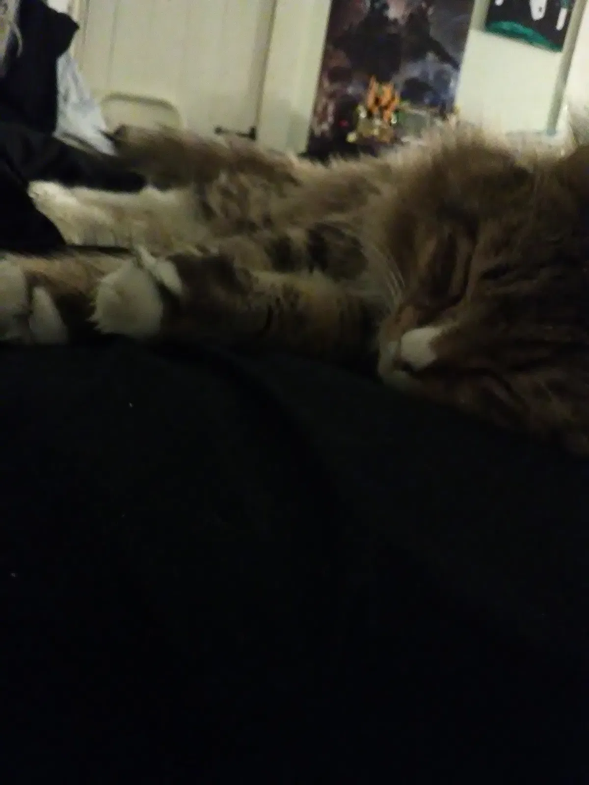 Lost cat in Wilton, NH, 3086
