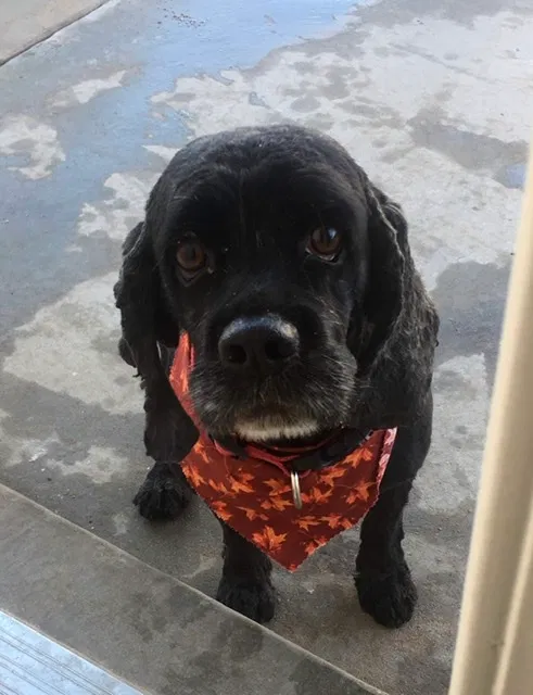 Lost dog in El Paso, TX, 79938