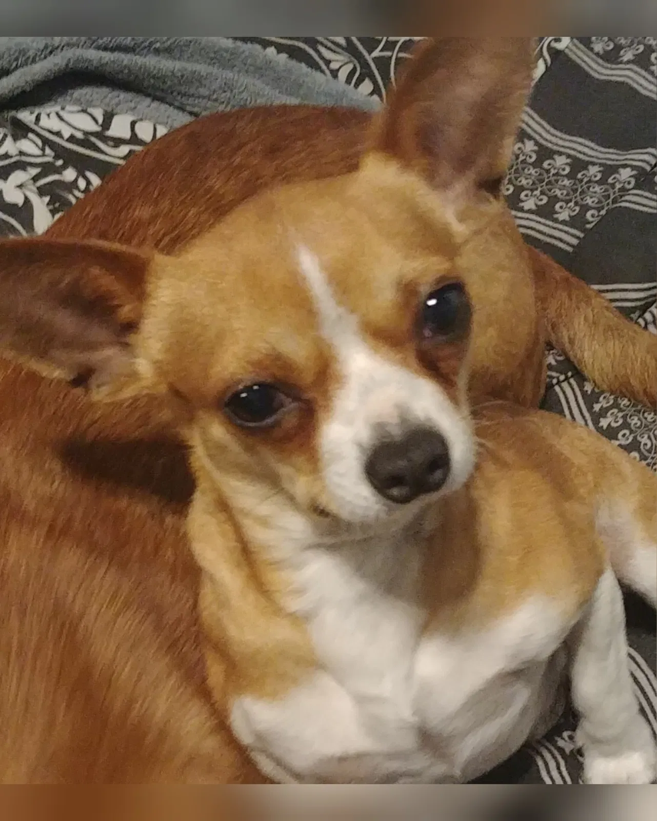 Lost dog in Reidsville, NC, 27320