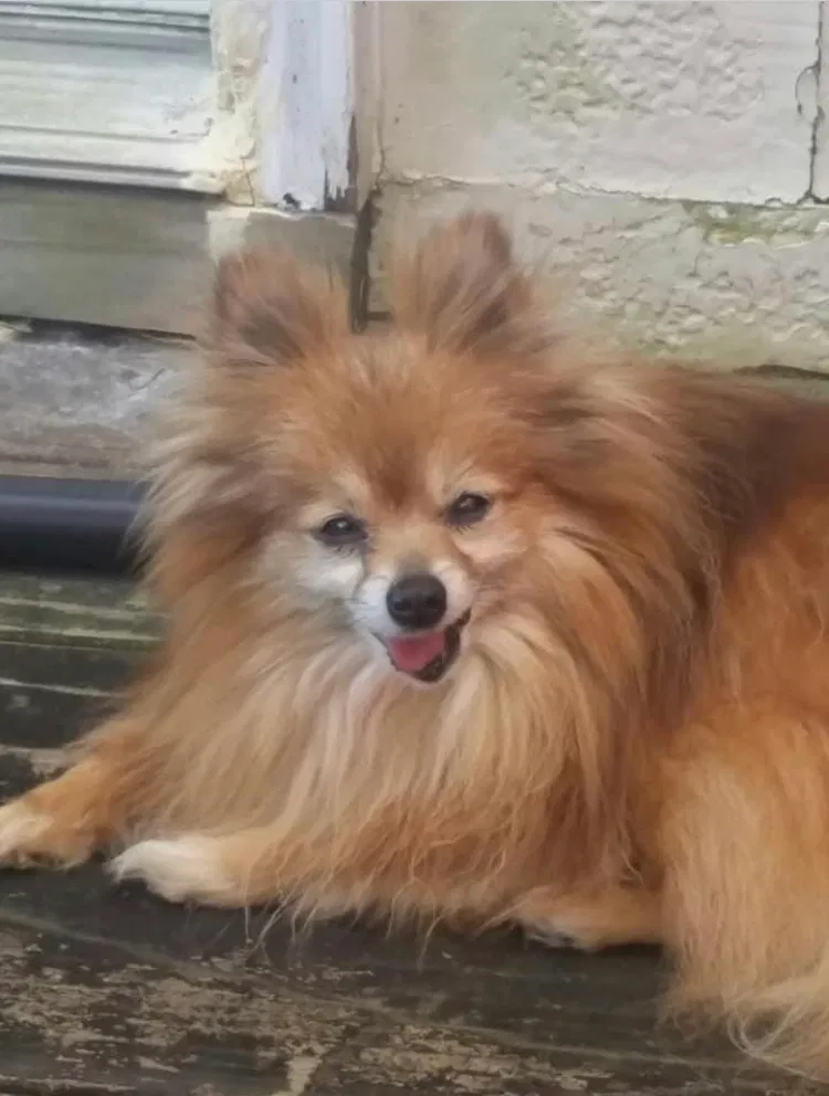 Lost dog in Pleasant View, TN, 37146