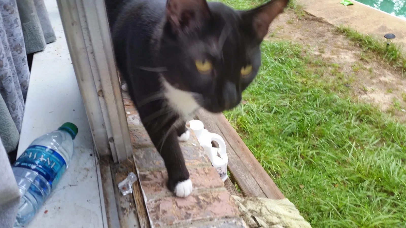 Lost cat in Mobile, AL, 36693