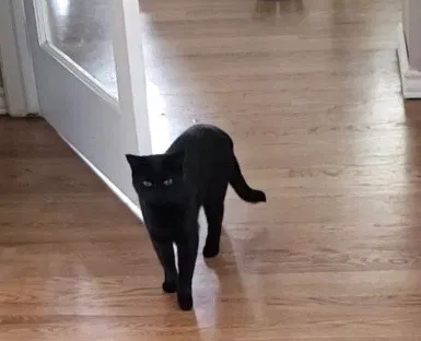 Lost cat in Littleton, CO, 80127