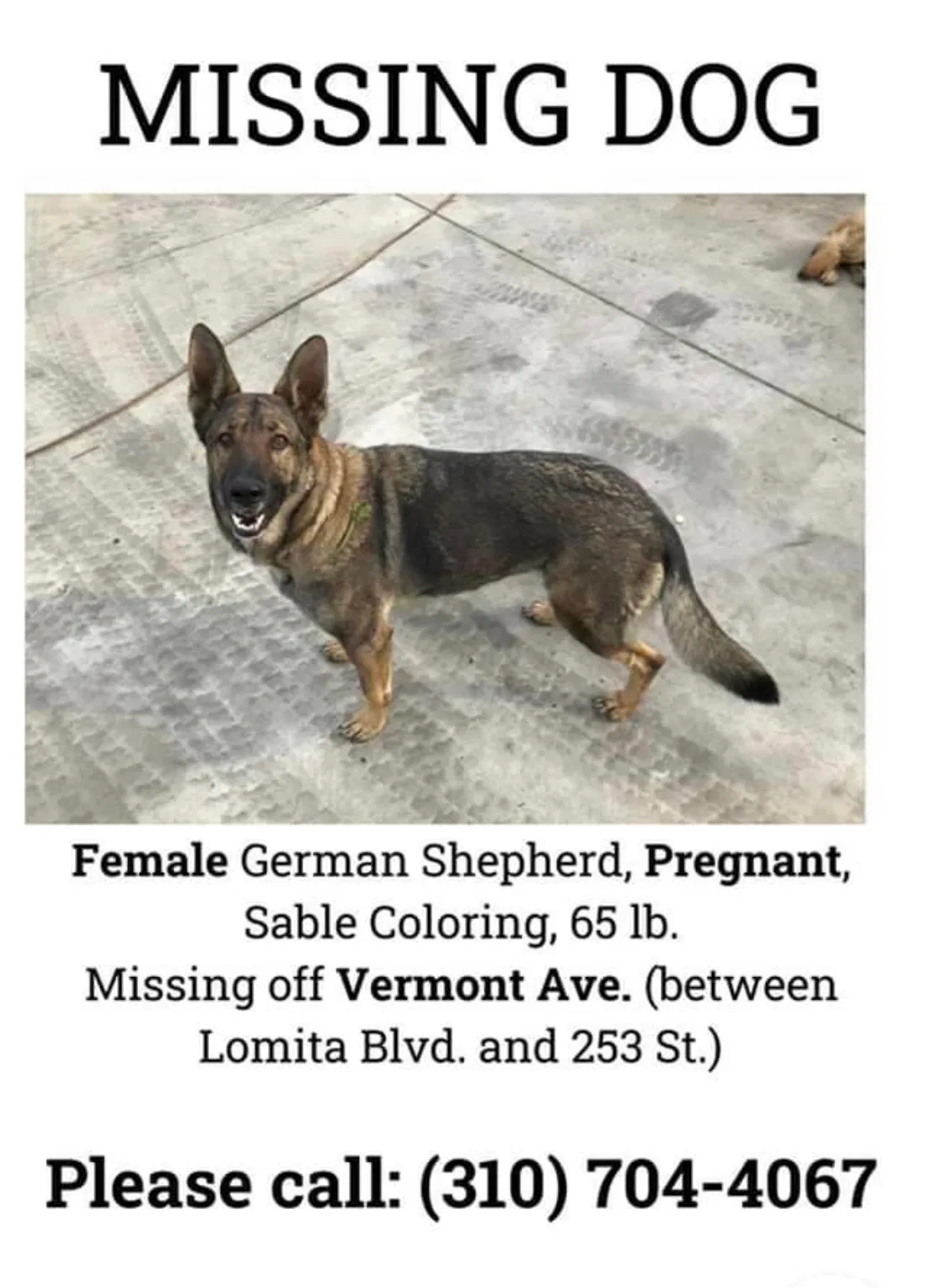 Lost dog in Harbor City, CA, 90710