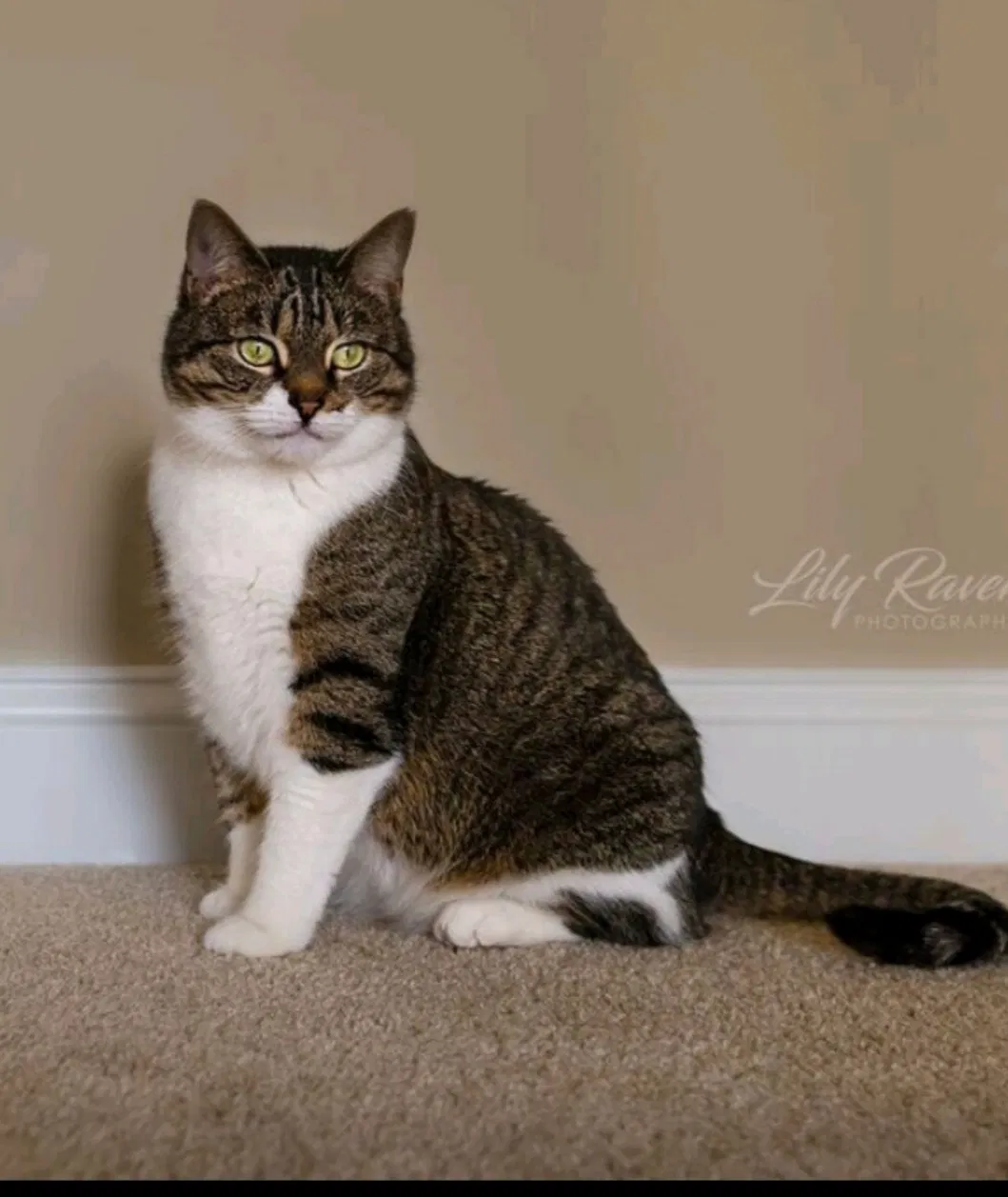 Lost cat in Broad Brook, CT, 6016