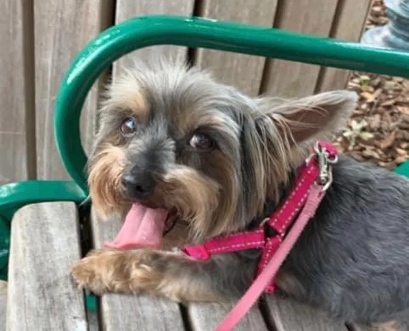 Lost dog in Ocala, FL, 34480