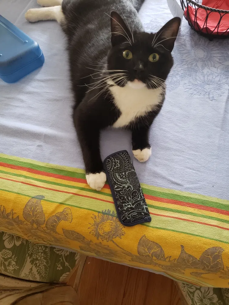 Lost cat in Norwalk, CT, 6850