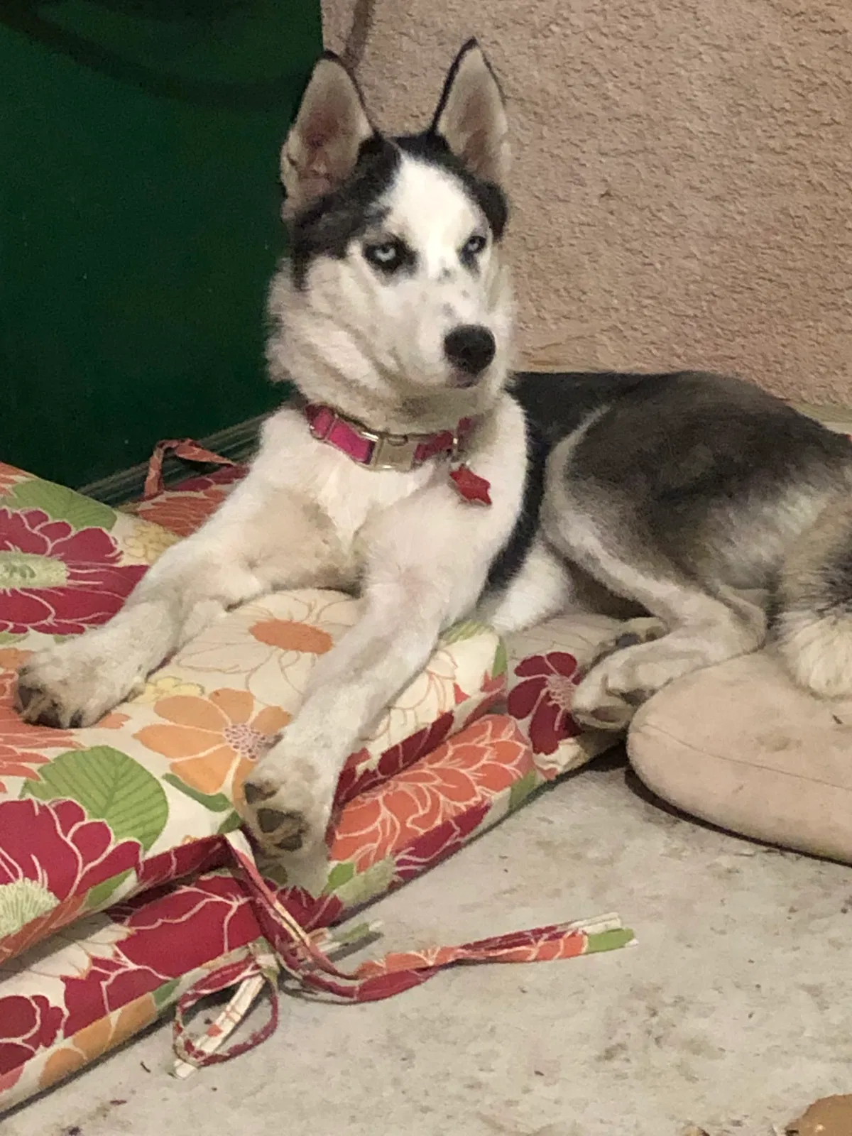 Lost dog in Fairfield, CA, 94533