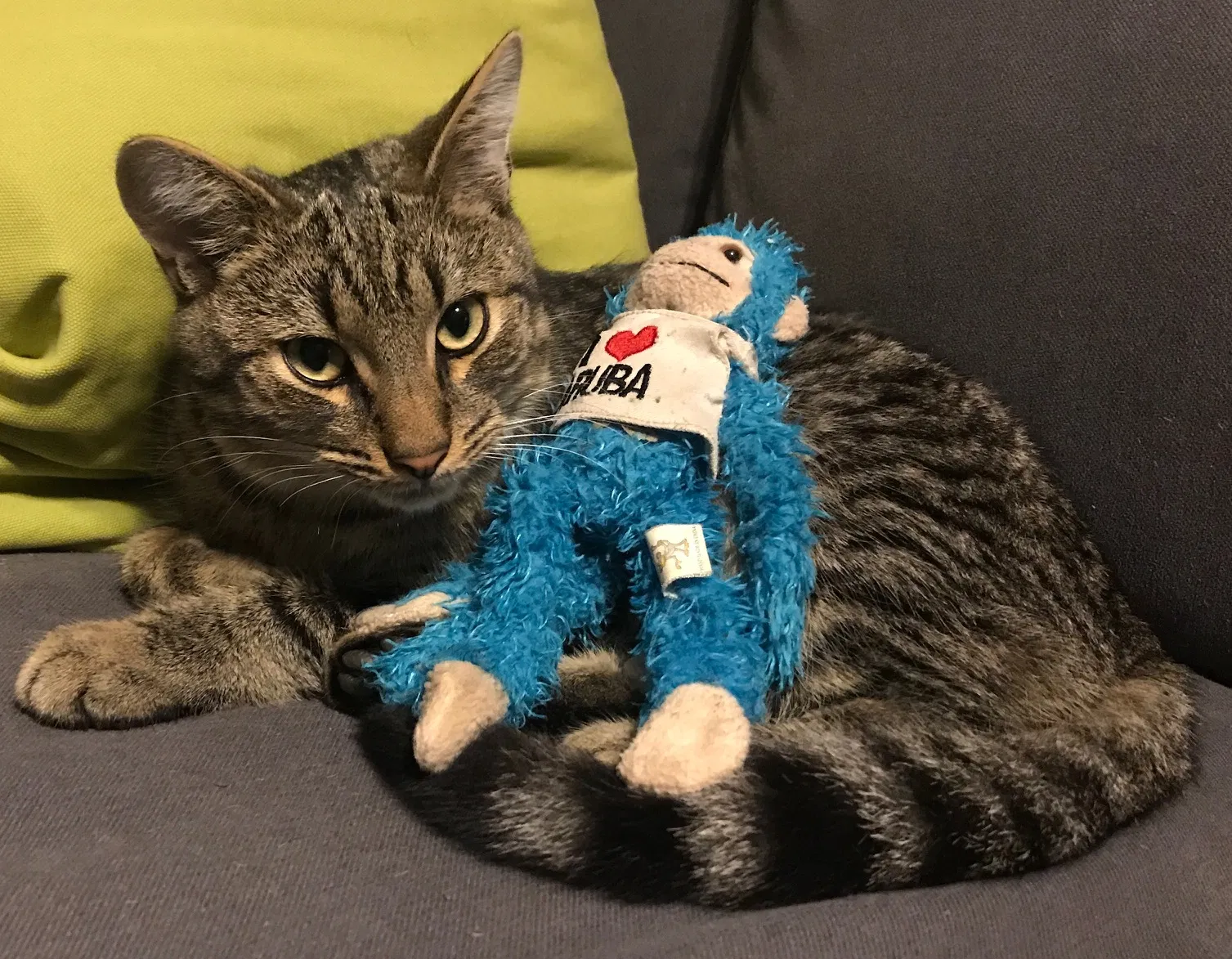 Lost cat in Greer, SC, 29651