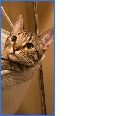 Lost cat in La Mesa, CA, 91941
