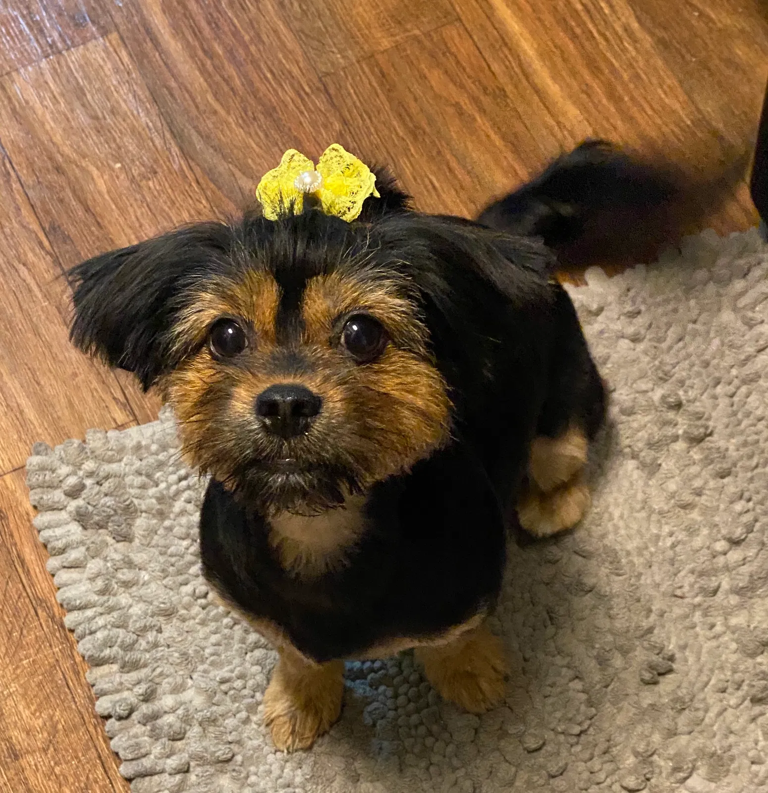 Lost dog in Baytown, TX, 77521