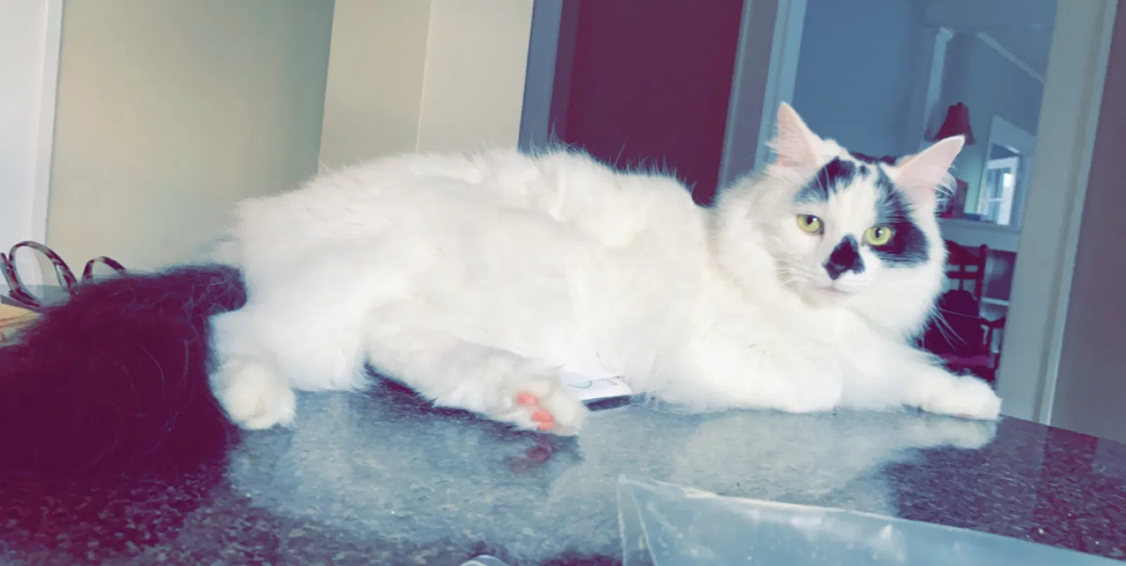 Lost cat in Knoxville, TN, 37917