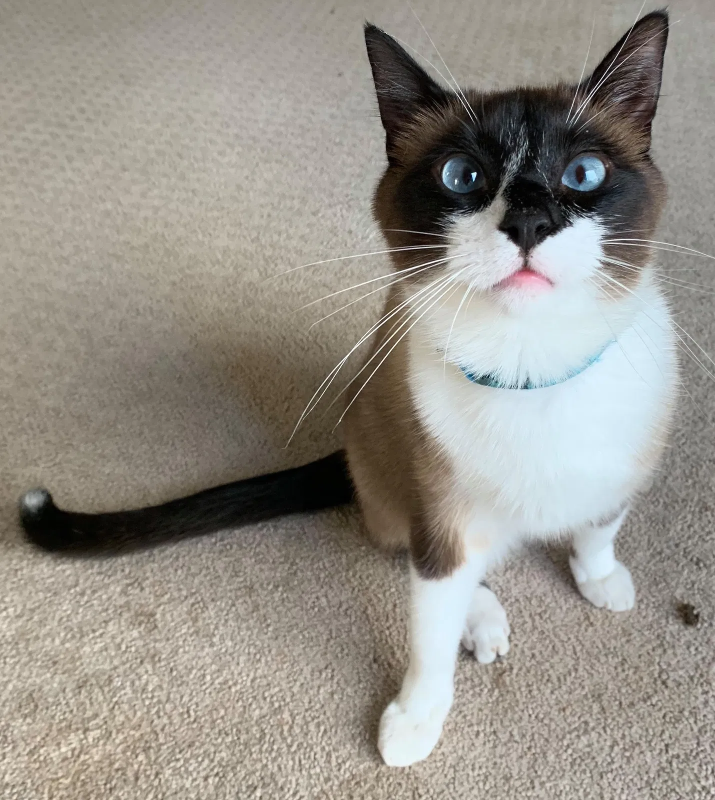 Lost cat in Crowley, TX, 76036