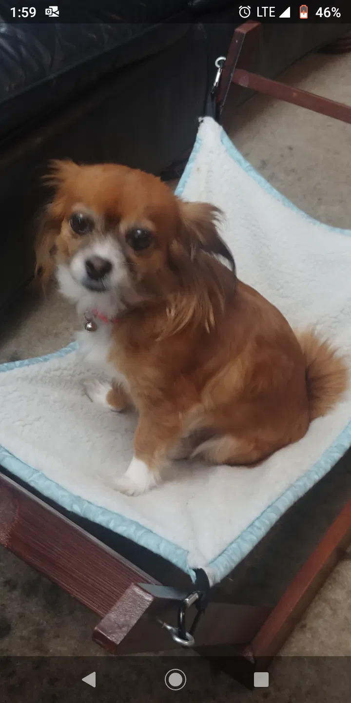 Lost dog in Buena Park, CA, 90620