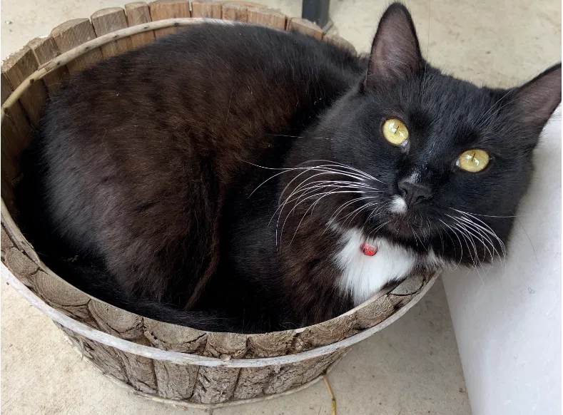 Lost cat in Round Rock, TX, 78664