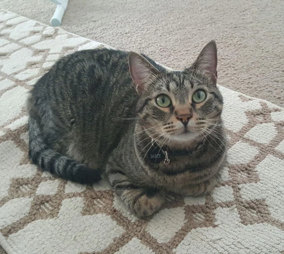 Lost cat in Destin, FL, 32541