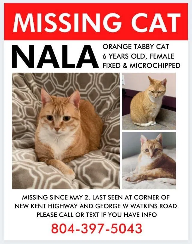 Lost cat in Quinton, VA, 23141