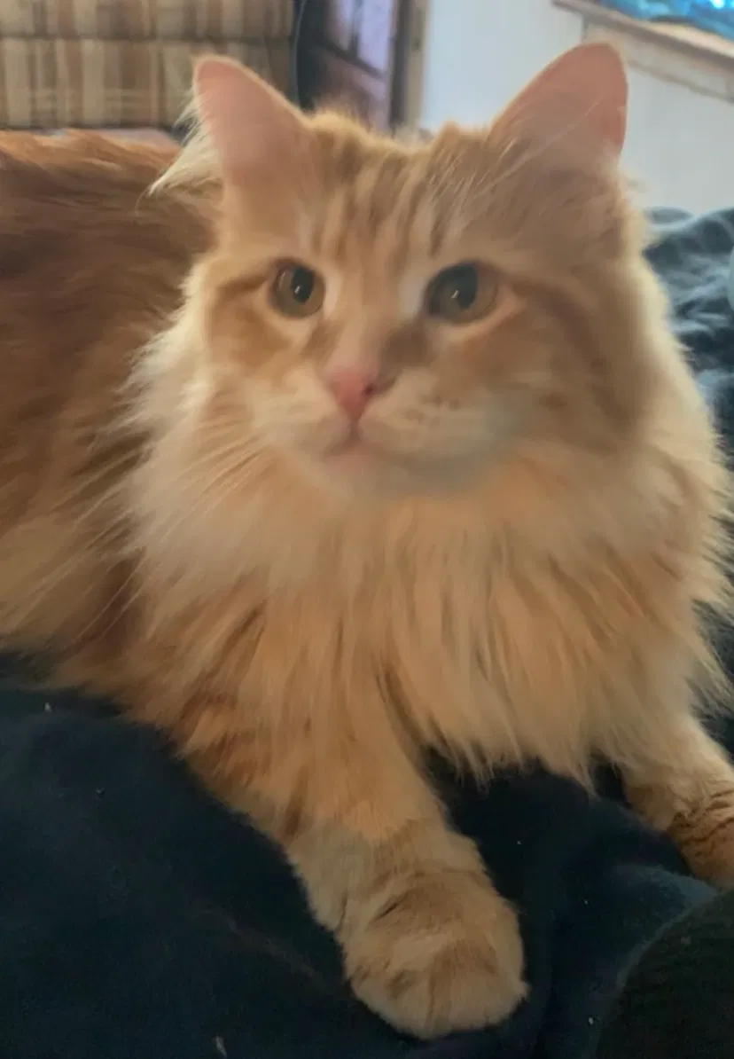 Lost cat in Eureka, MO, 63025