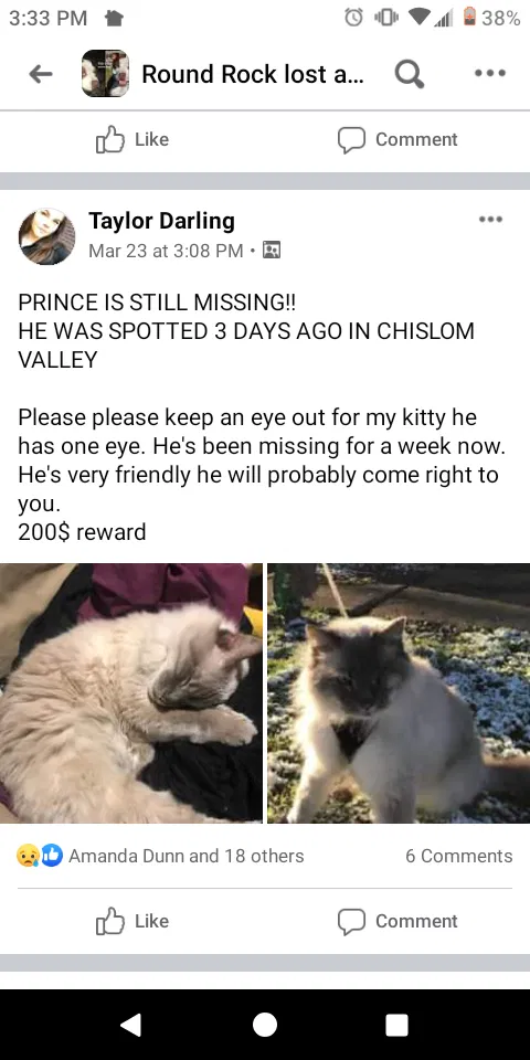 Lost cat in Round Rock, TX, 78681