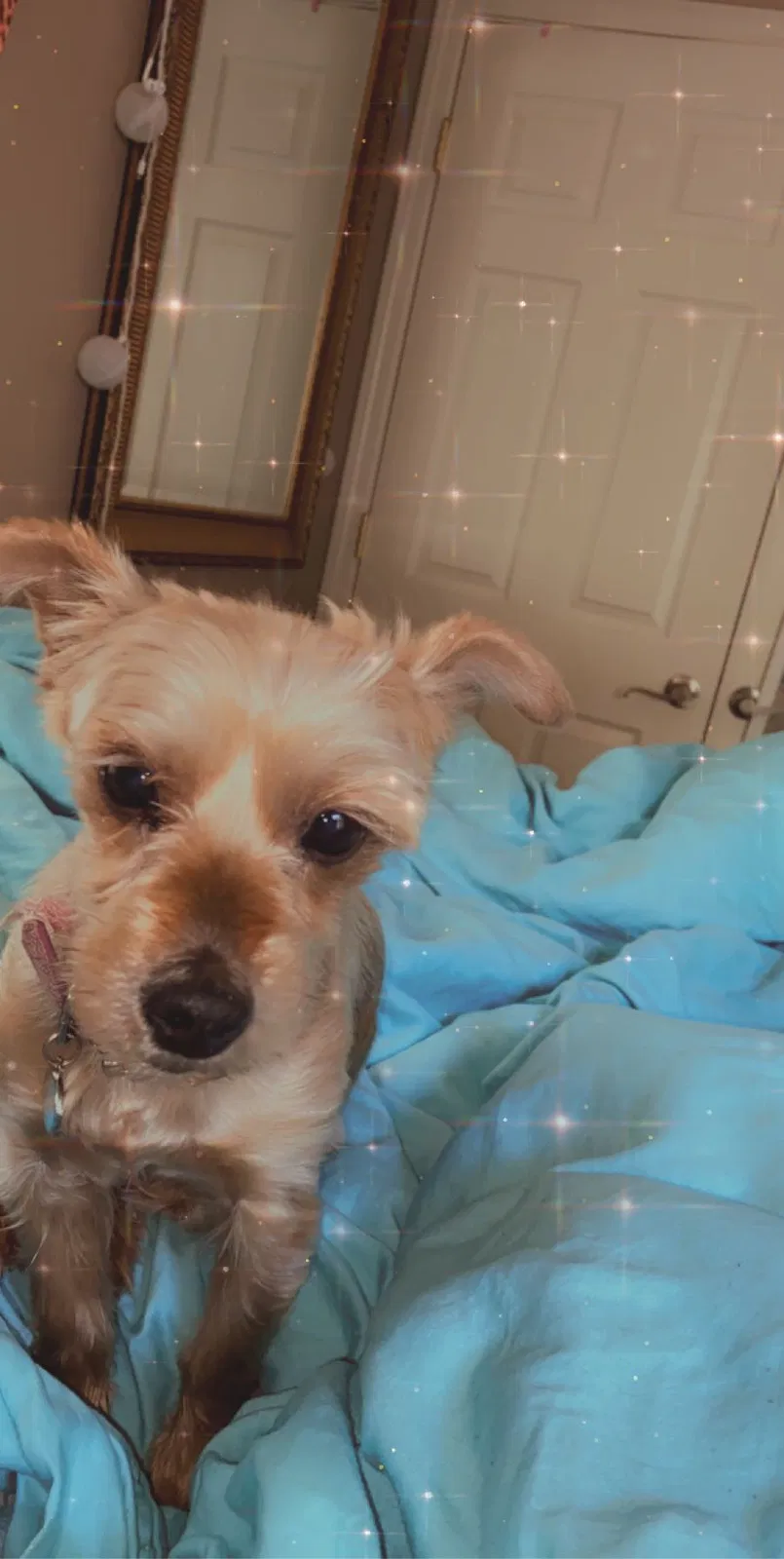 Lost dog in Little Rock, AR, 72210