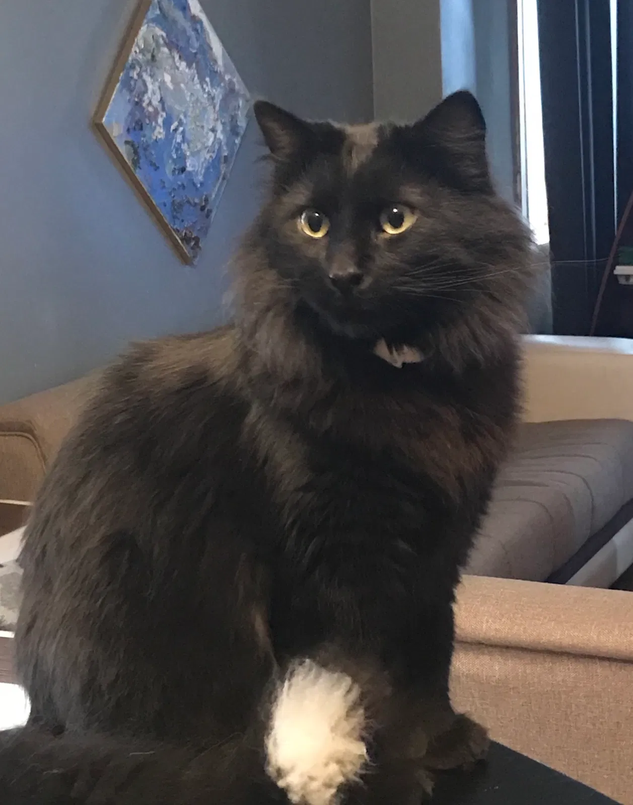 Lost cat in Chicago, IL, 60632