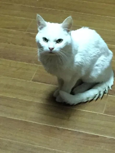 Lost cat in Marysville, OH, 43040