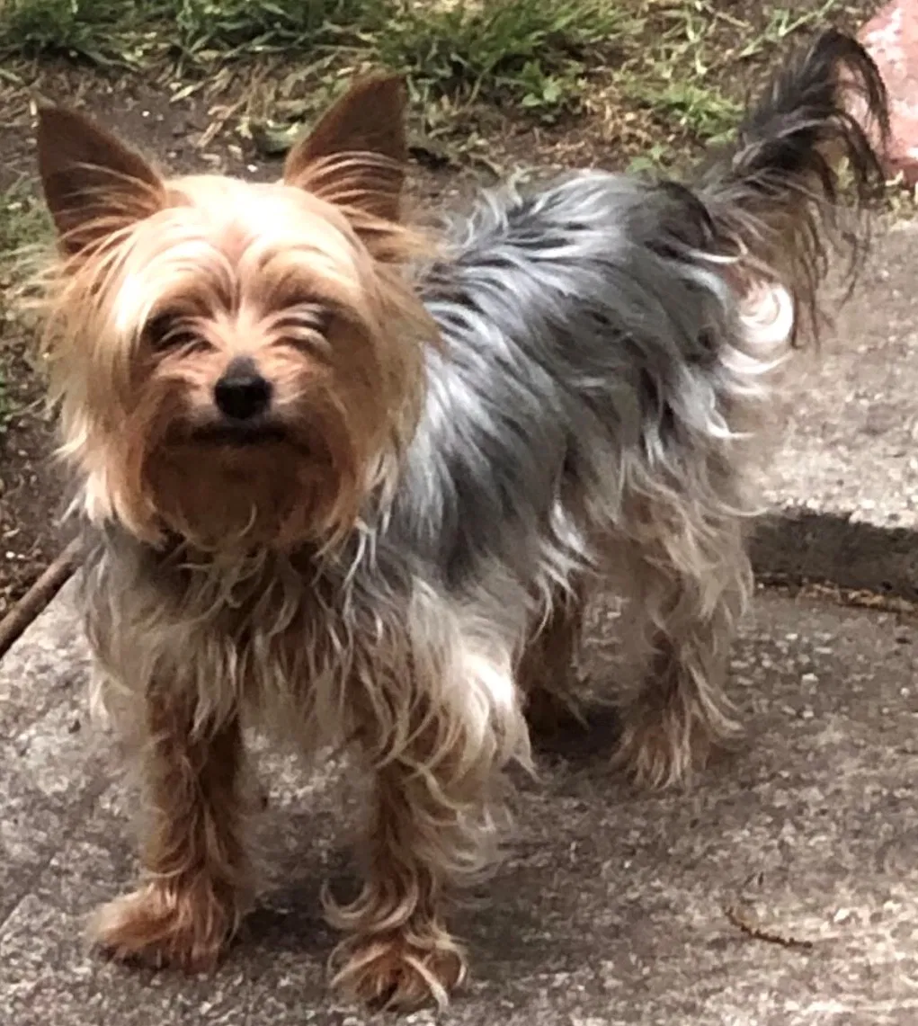 Lost dog in San Antonio, TX, 78201
