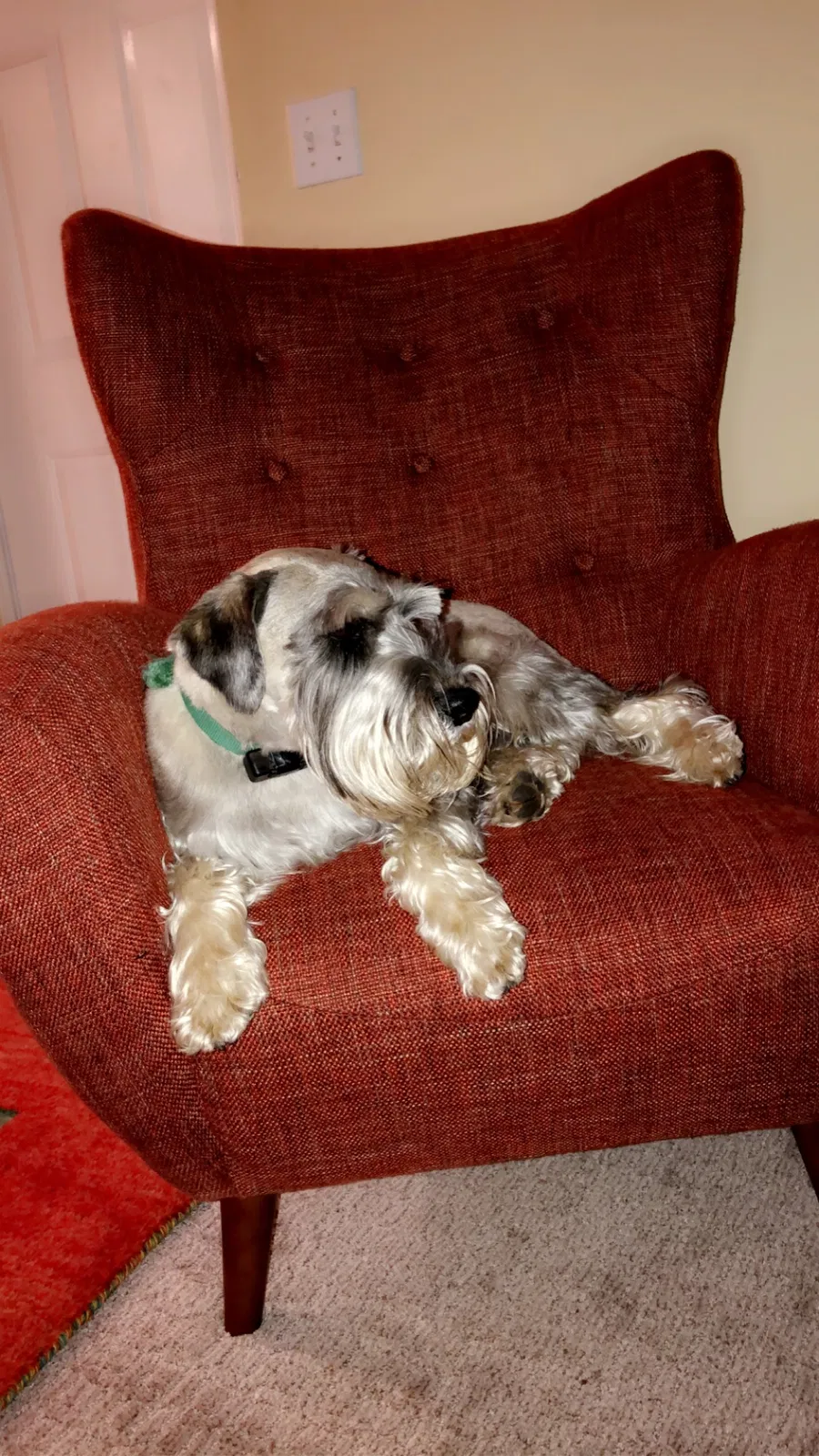 Lost dog in Butler, NJ, 7405