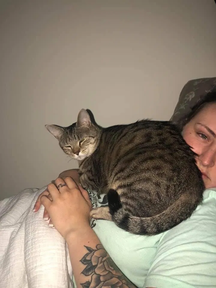 Lost cat in Virginia Beach, VA, 23453