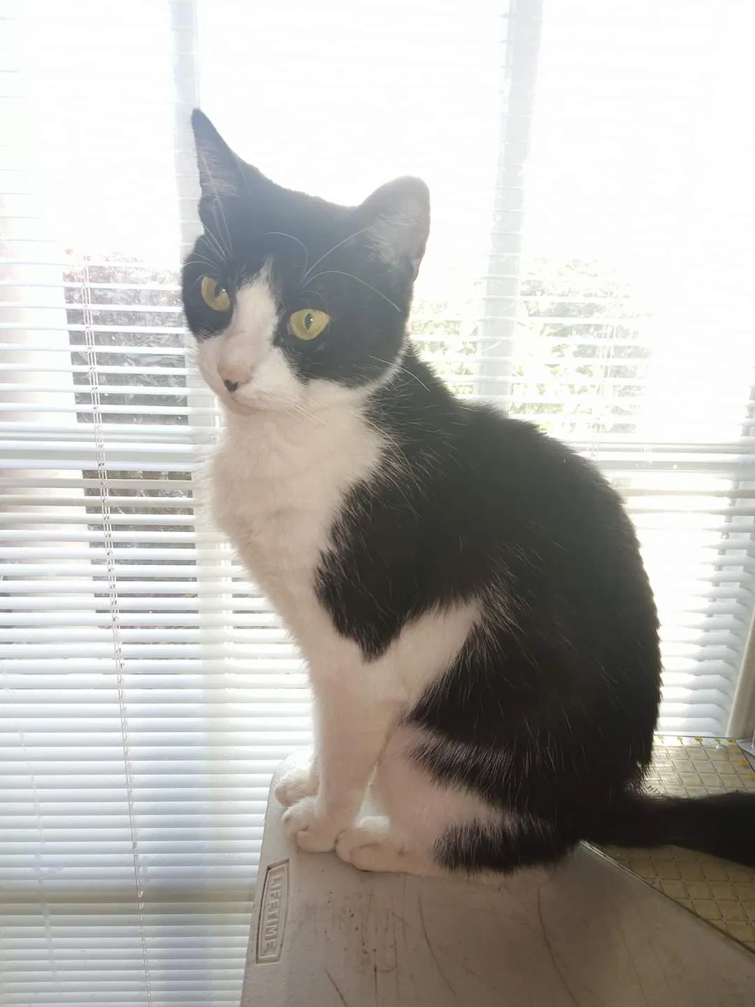 Lost cat in Olive Branch, MS, 38654