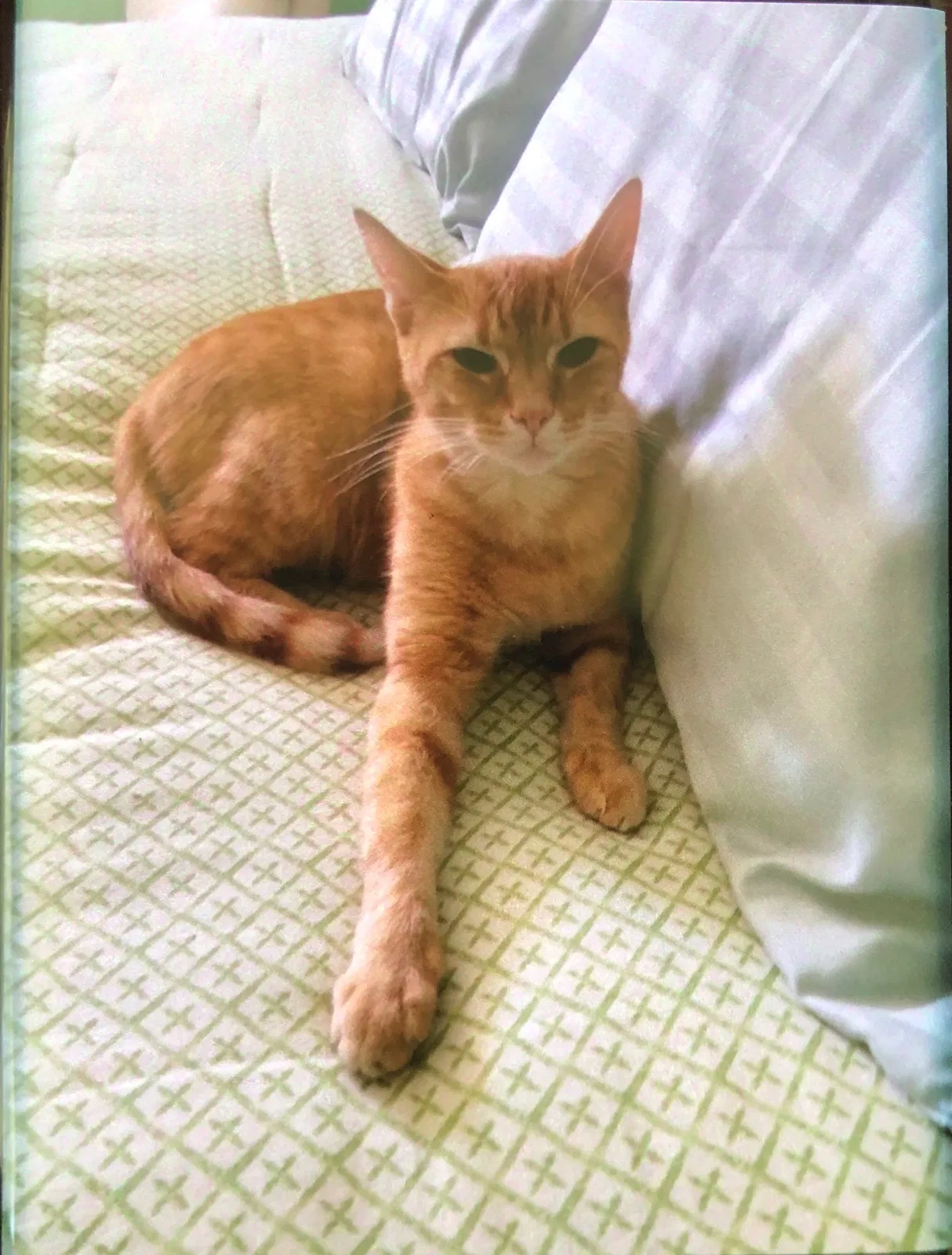 Lost cat in Miamiville, OH, 45147