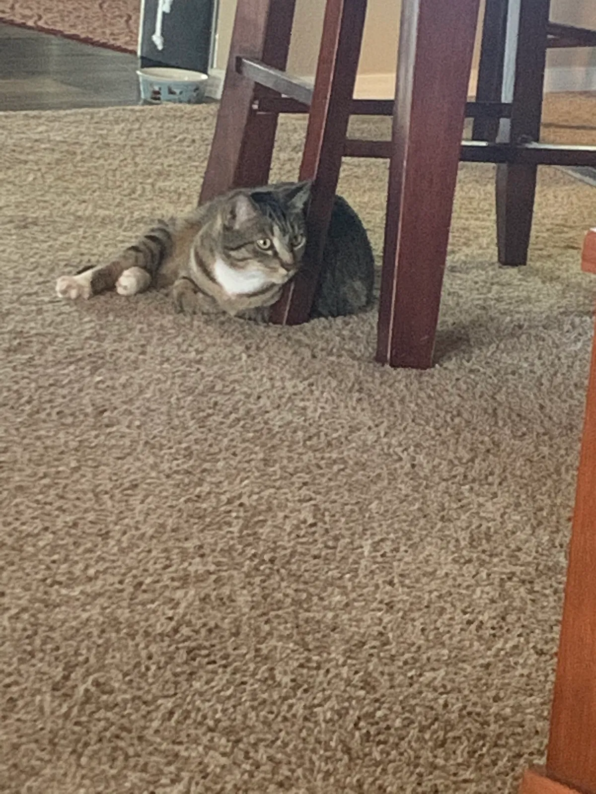 Lost cat in Tucson, AZ, 85713