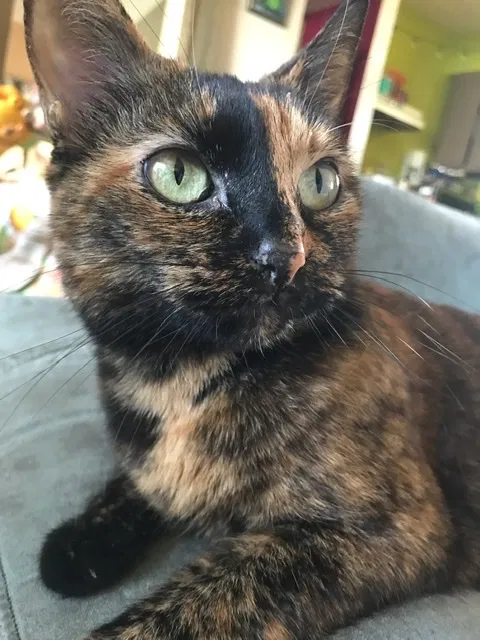 Lost cat in Palm Bay, FL, 32908