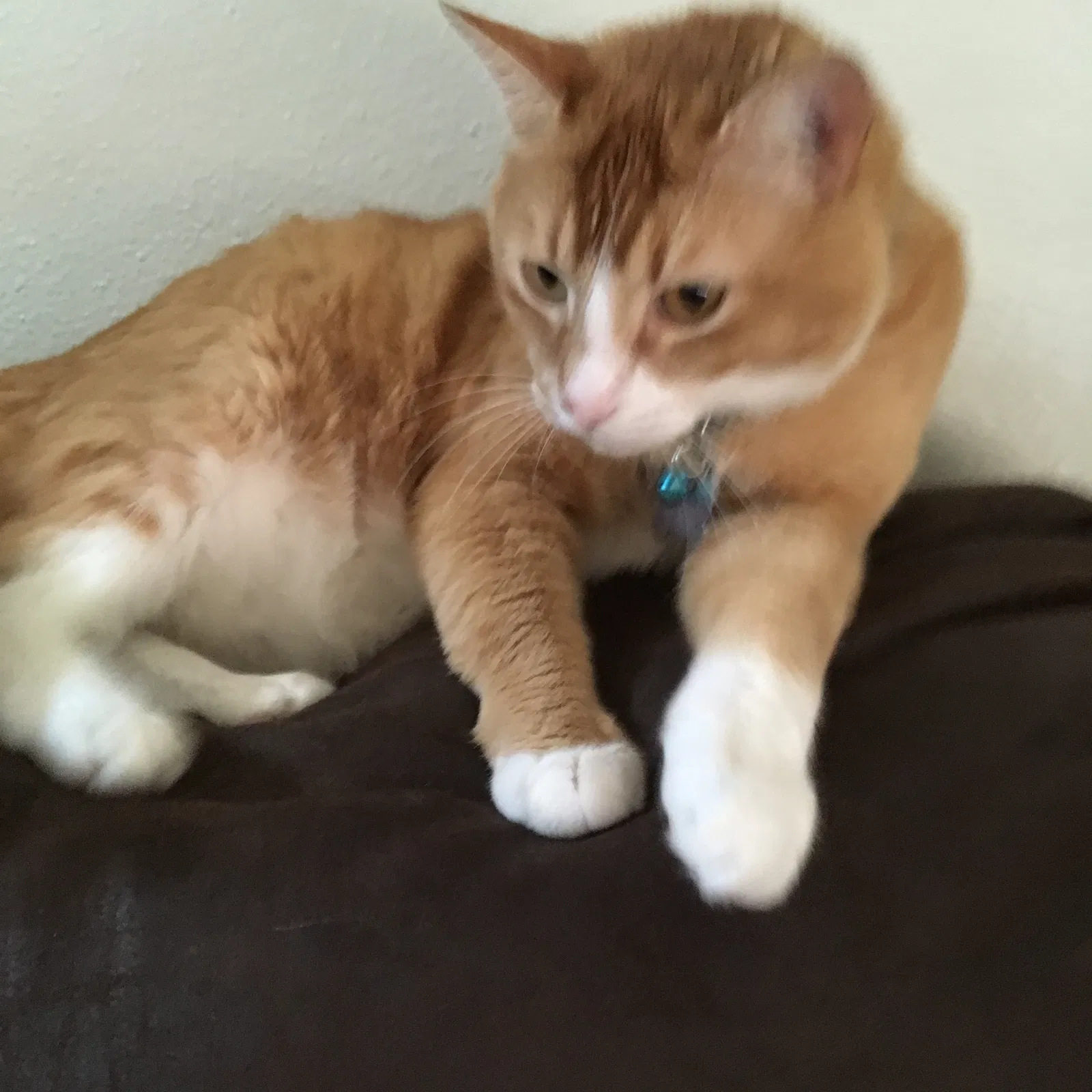 Lost cat in Cantonment, FL, 32533