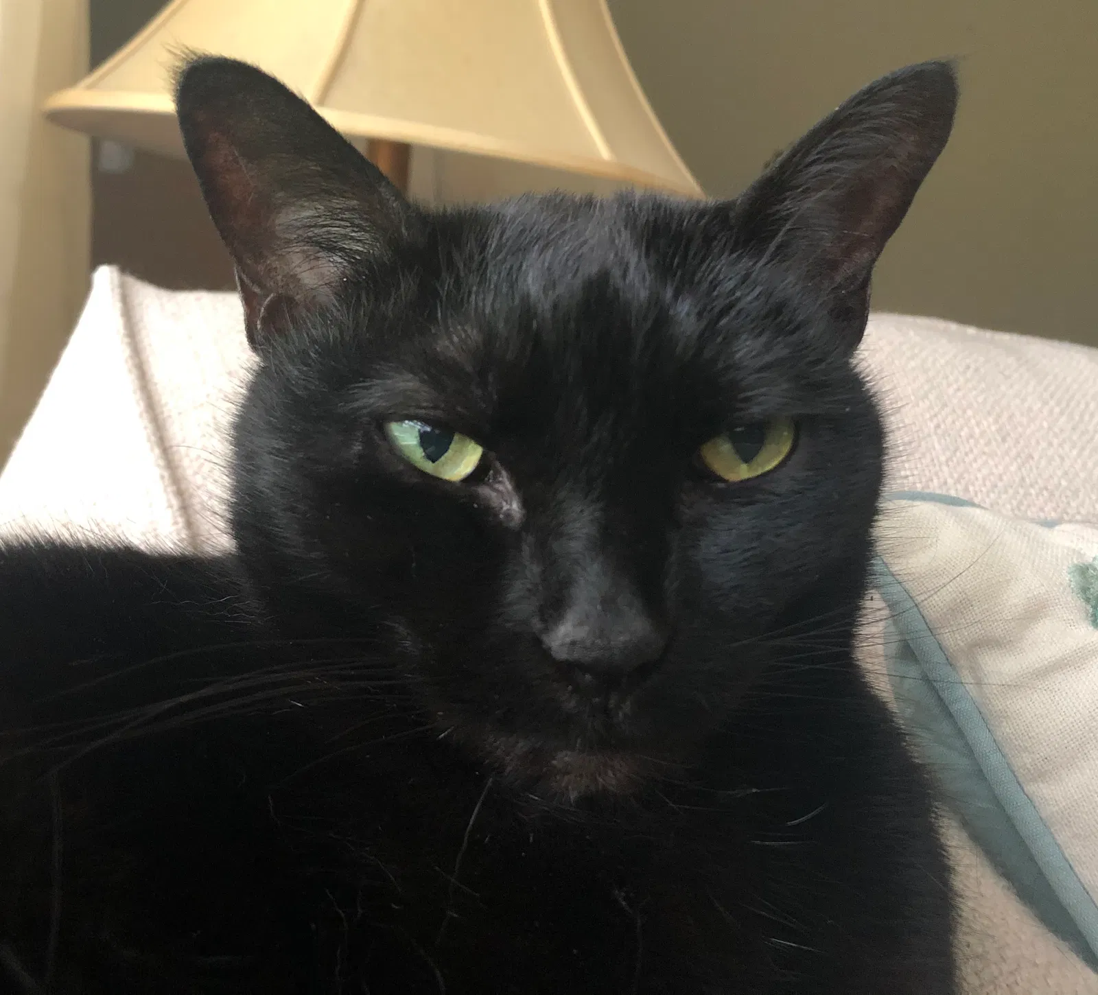 Lost cat in Cincinnati, OH, 45243